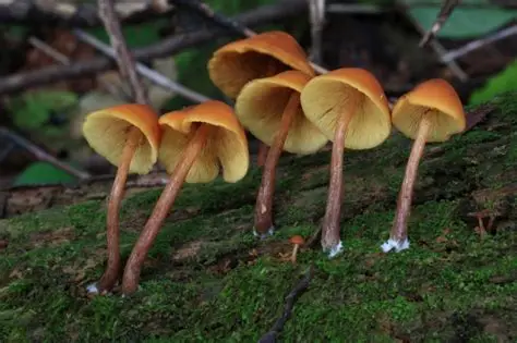 솔미치광이 버섯