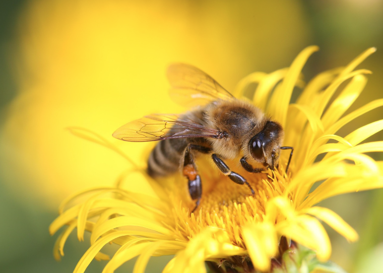 자외선과 적외선 시각: 인간이 보지 못하는 빛의 세계