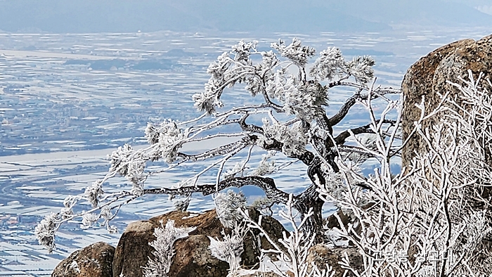 고당봉 소나무 상고대
