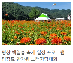백일홍