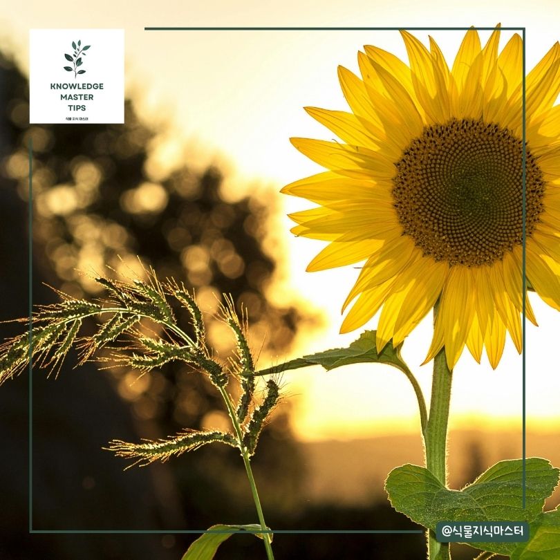 해바라기 꽃다발, 어떤 상황에서 선물하나?