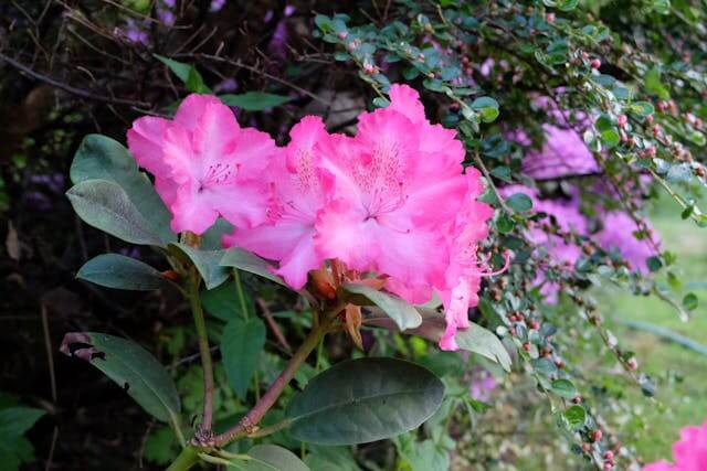 천주산 진달래 축제