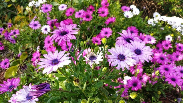 2024 양산 국화축제 기간 행사일정 공연 서리단길 주차장 예술제 사과축제