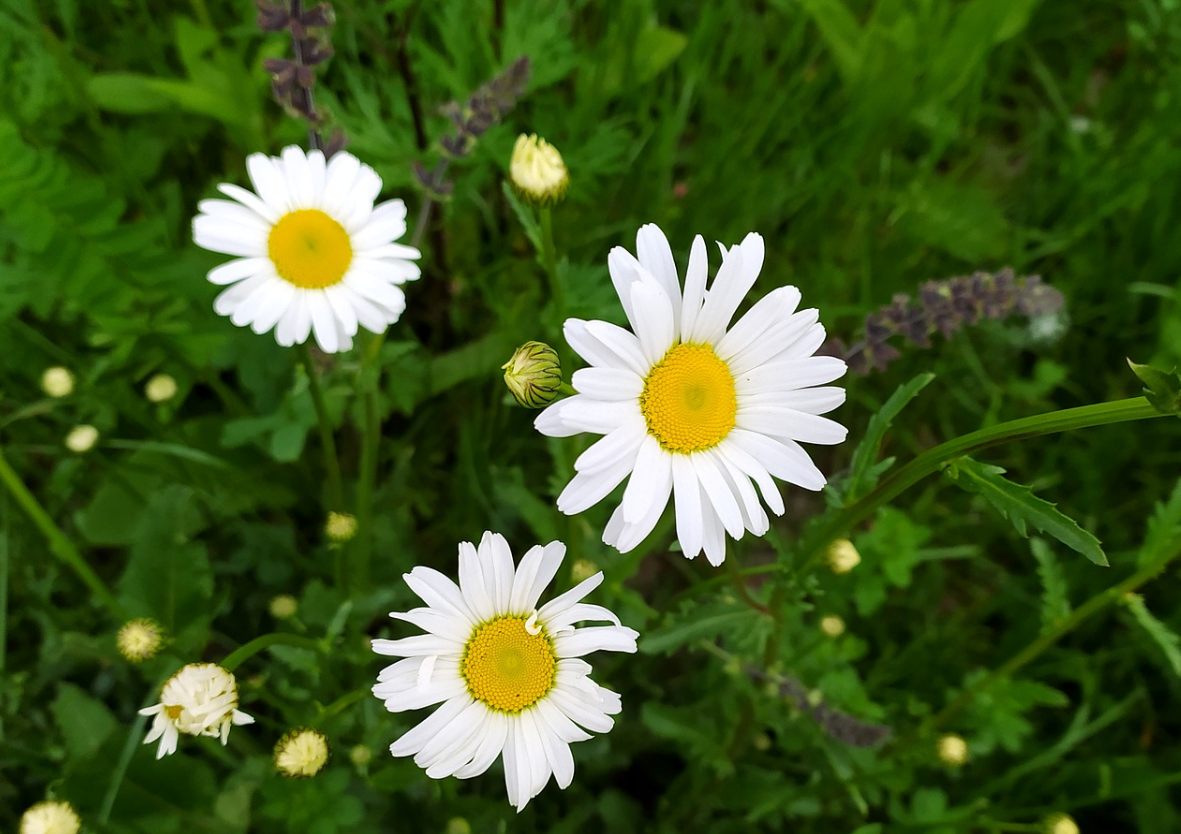 식물의 녹색 파장이 마음에 미치는 치유에 대한 사진