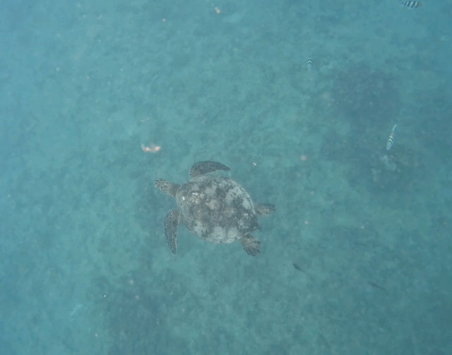 거북이스노쿨링거북이