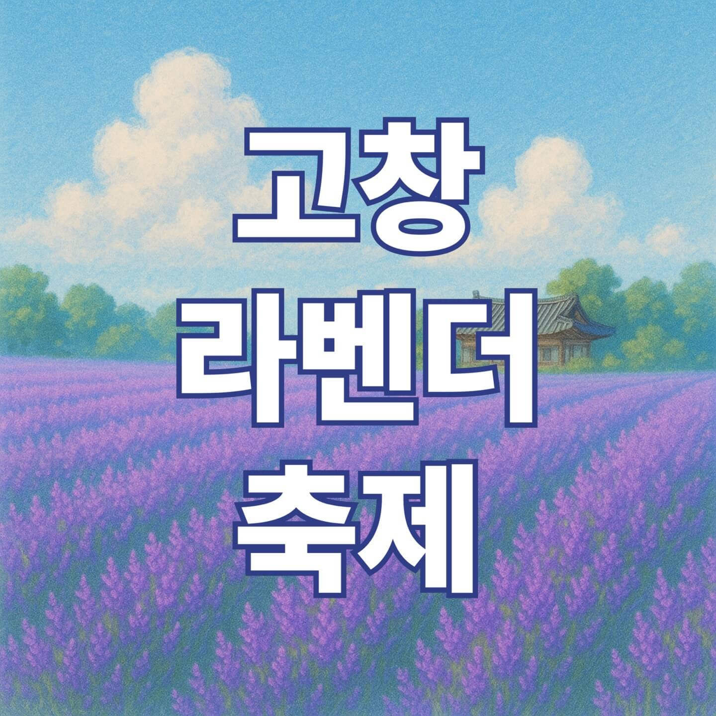 고창 청농원 라벤더 축제