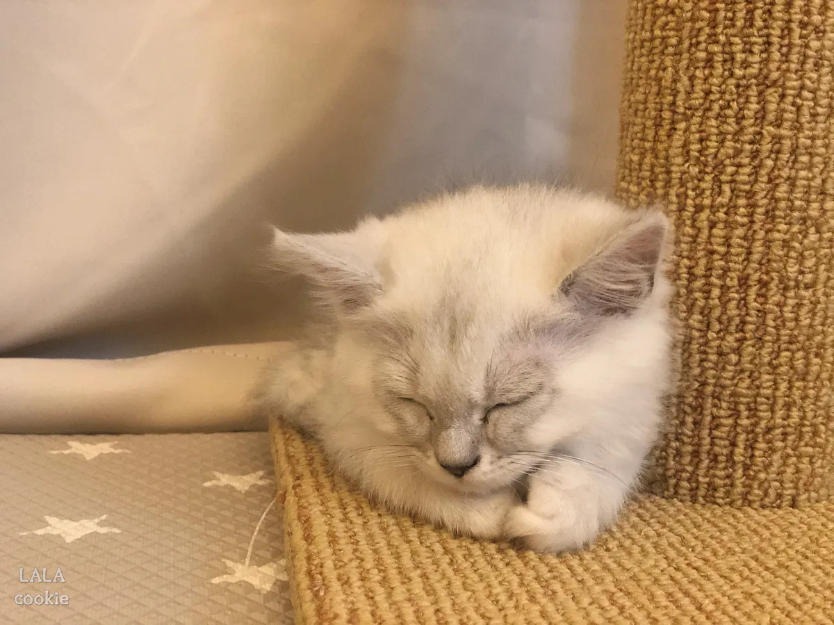 고양이-구토-증상-자는-고양이