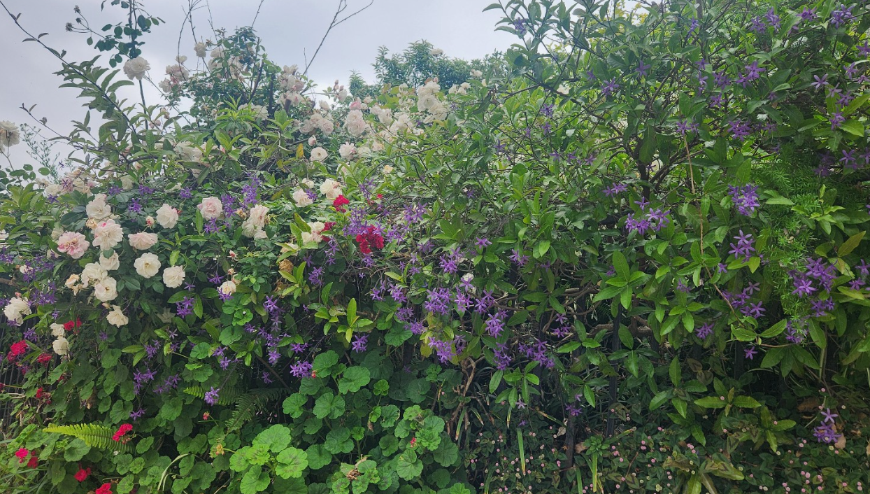 연분홍: 덩굴 장미 (Climbing Rose)
보라색: 페트레아 볼라킬리스 (Petrea volubilis, 흔히 Queen's Wreath 또는 샌드페이퍼 바인이라 불림)