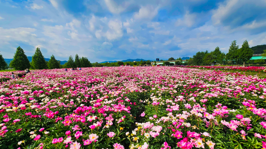 합천 핫들생태공원 작약꽃