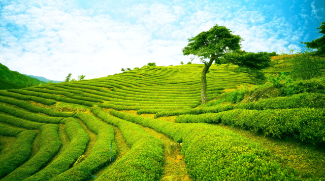 하동 그린티가든