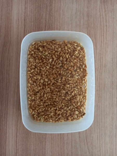 반찬 그릇에 담긴 새싹보리 씨앗