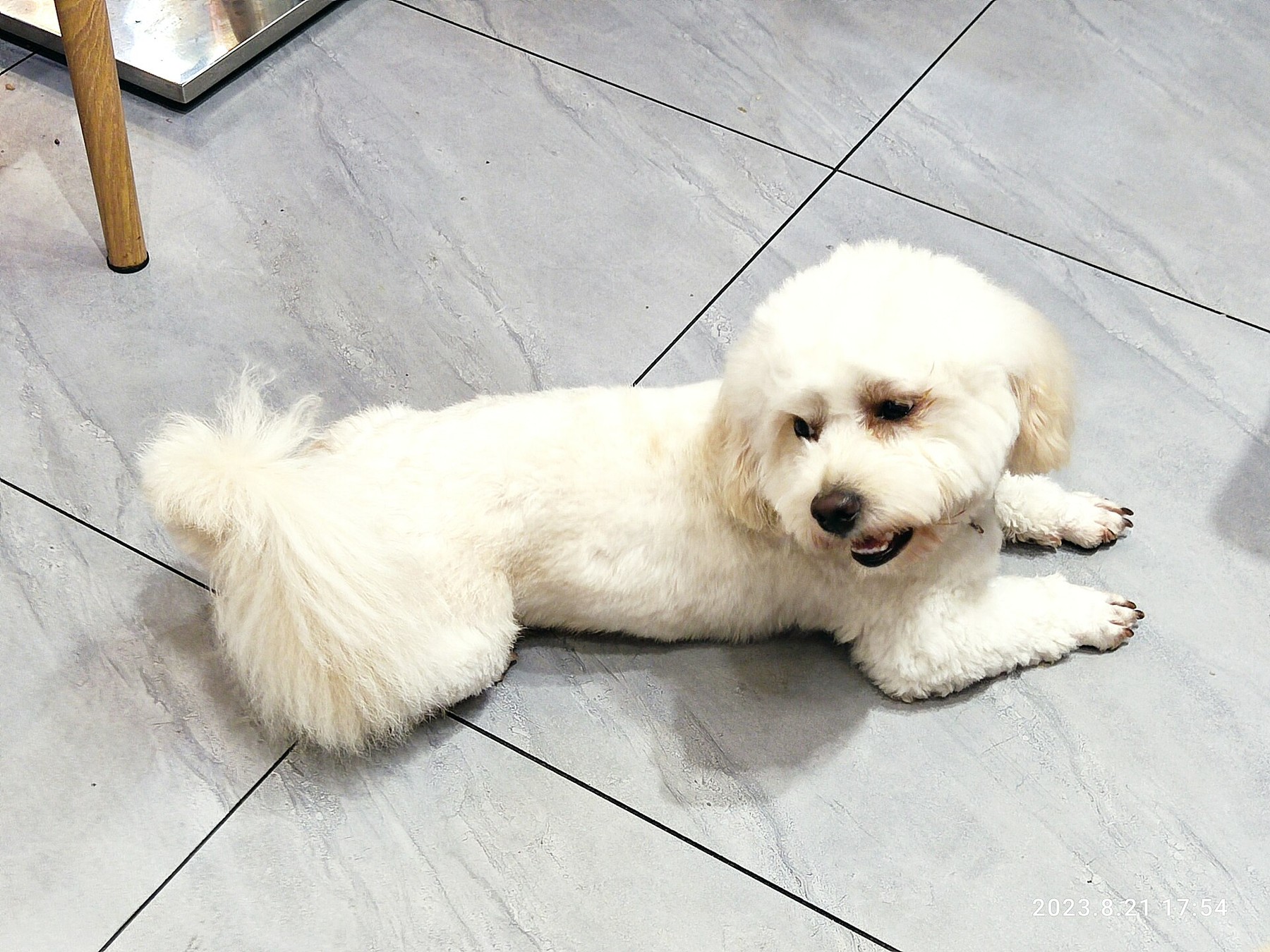 강아지가 꼬리를 흔들면 무조건 기분이 좋을까? 꼬리로 읽는 강아지 행동학 사진 4