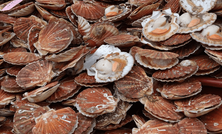 가리비 효능 많은 가리비가 놓여 있다