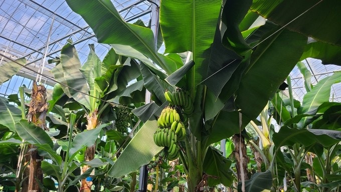 엣지해남바나나농장