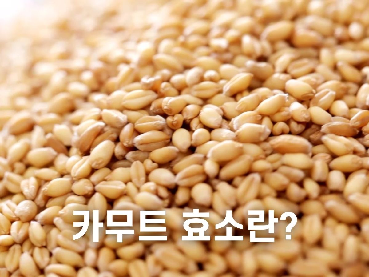 카무트 효소란