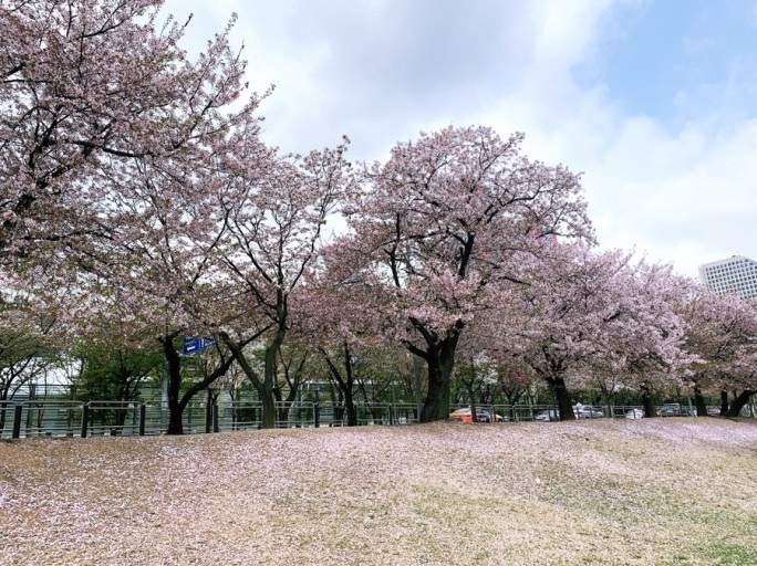 곧 벚꽃이 필 가로수길