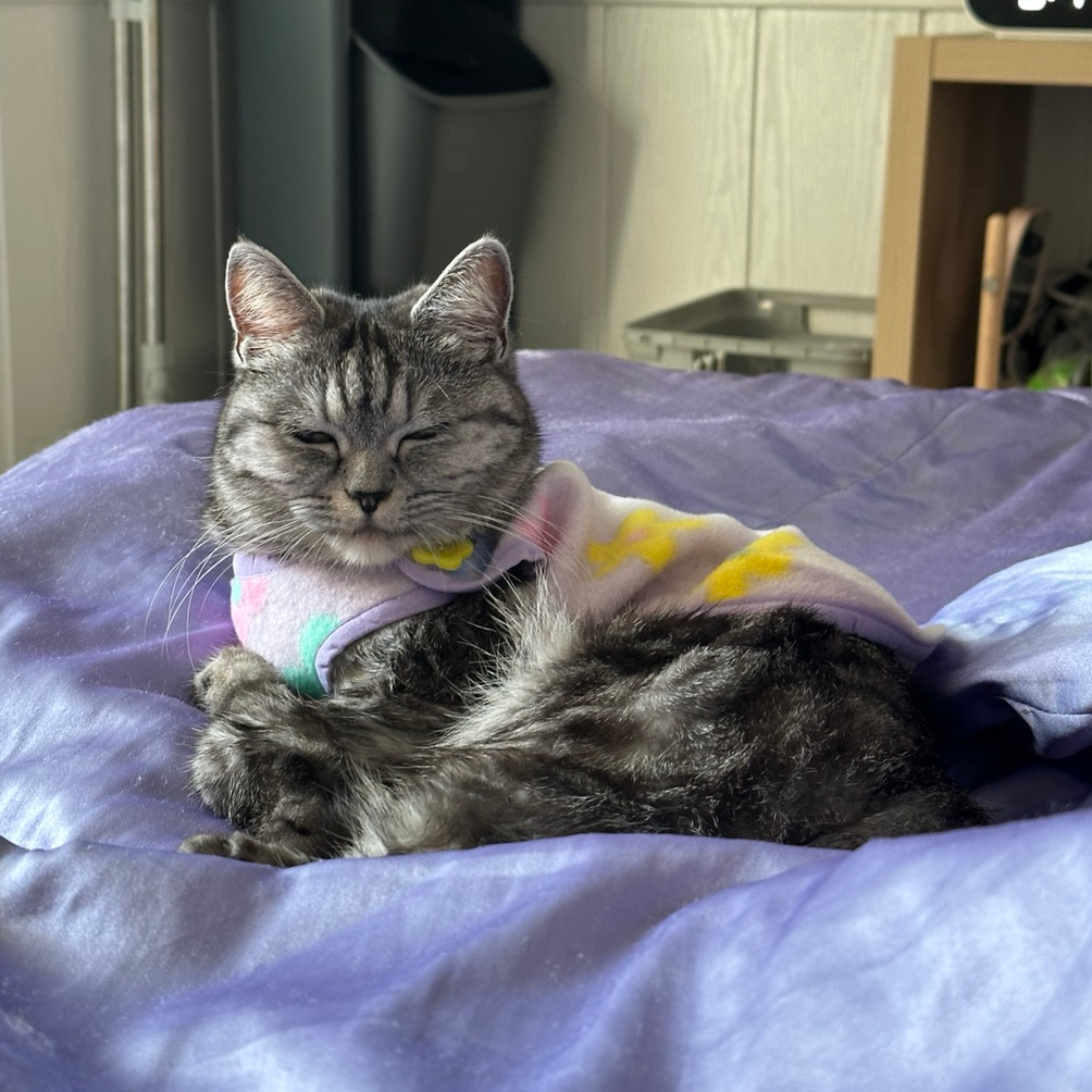 고양이 눈 깜빡