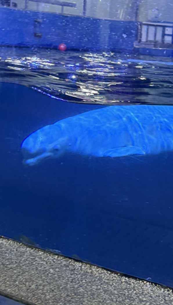 여수아쿠아플라넷-벨루가,바다사자