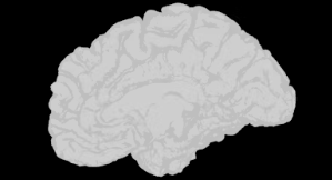 포스파티딜세린 효능 가격 식약처 인증 추천 부작용