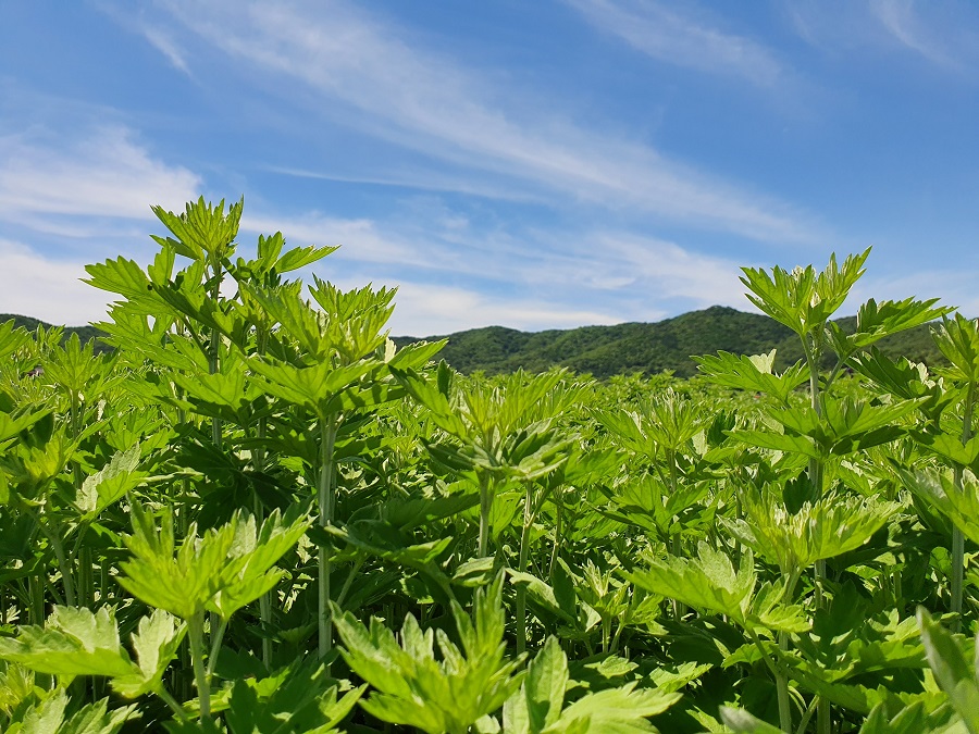 강화쑥, 고지대, 푸른잎
