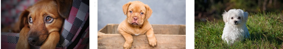 개 식용 금지법