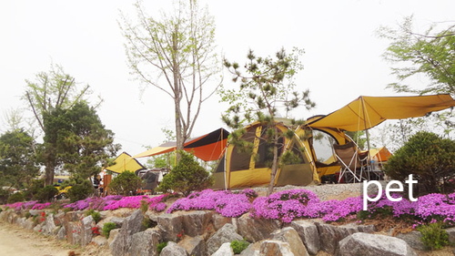 경기-연천-나린오토캠핑장-예약-방법-애견-동반-가격-주소-시간-후기