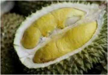 두리안 효능