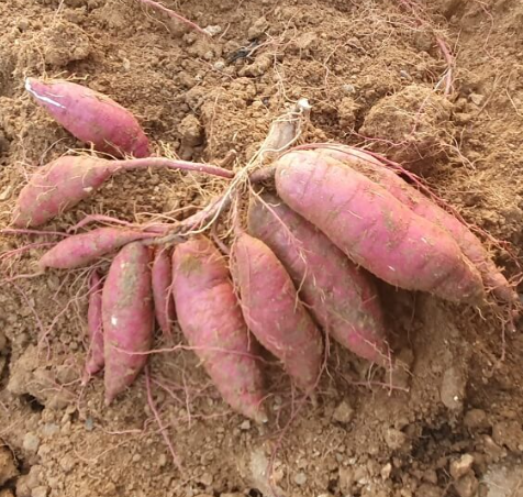 고구마수확시기 지역별 캐는 시기 모종 파종 재배 수확 저장 방법 1