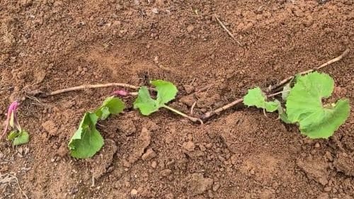 머위-머구-재배-종근심기-종근-심는방법-정식방법-거름주기