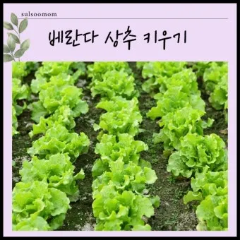 텃밭 상추 키우는 법 파종 간격 수확 연속수확 요령_33