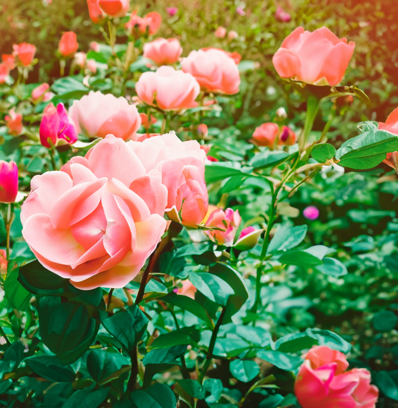 곡성세계장미축제