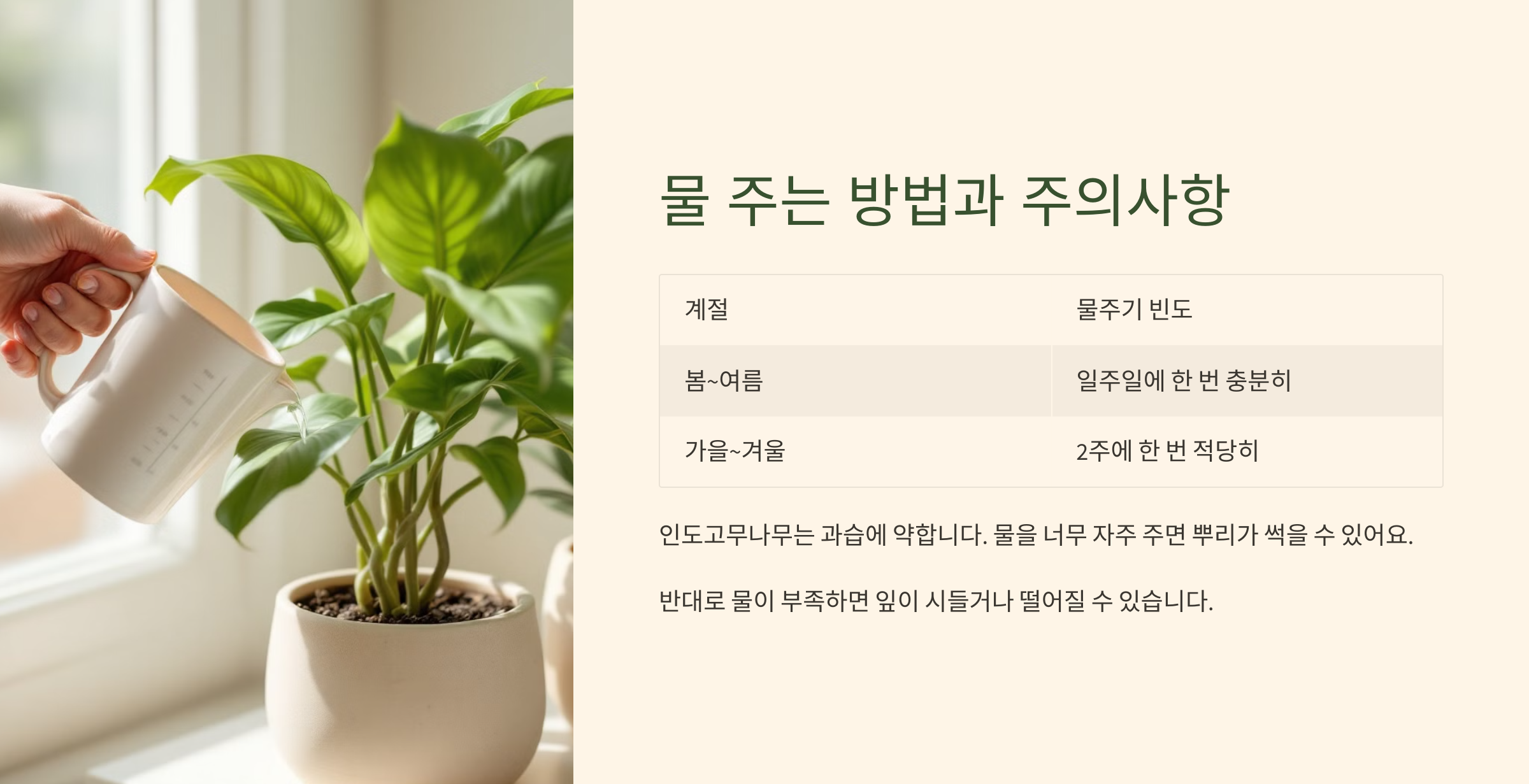 인도고무나무 사진