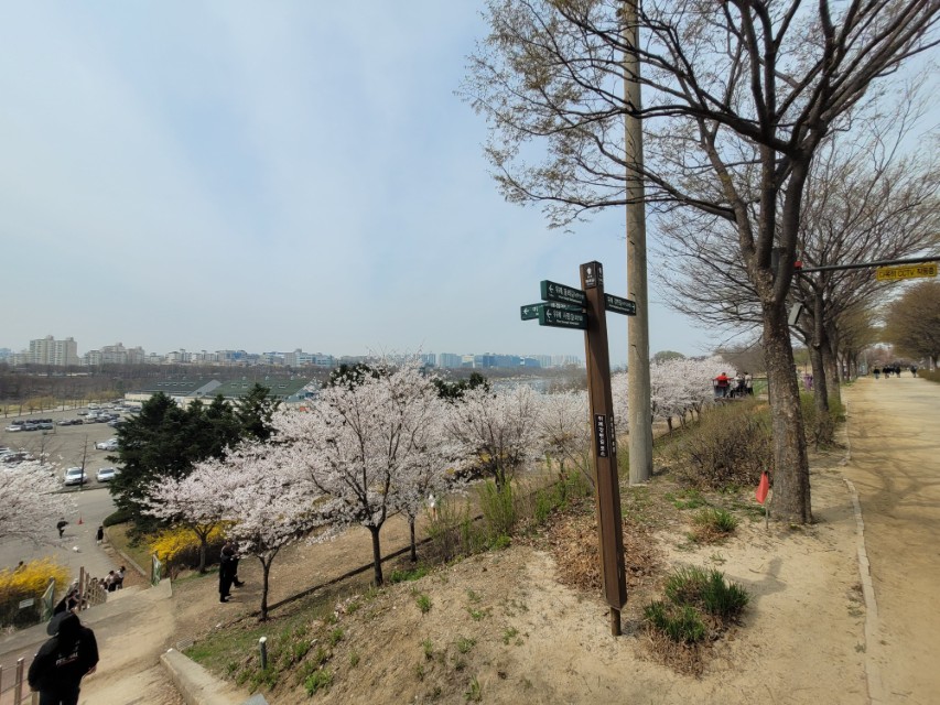 미사경정공원 벚꽃 산책 코스