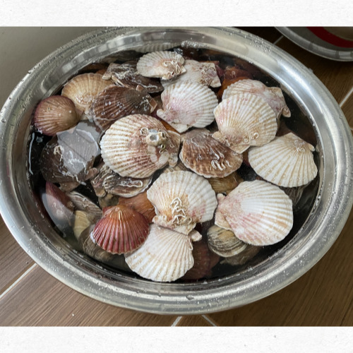 조개류 여름 제철 피부 건강 효능