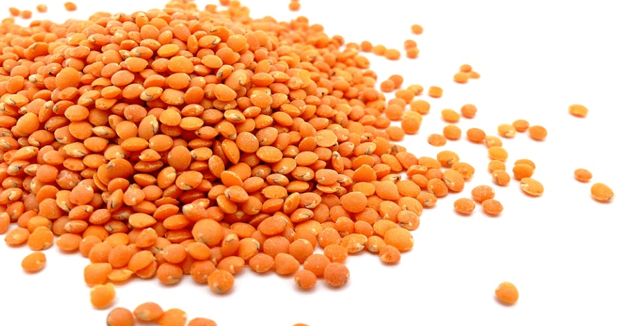 여러 가지 렌틸콩 사진 - 8