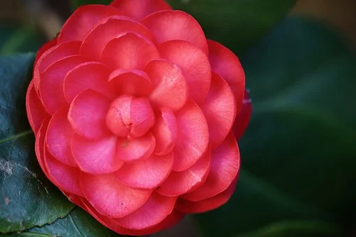 동백꽃 주꾸미 축제