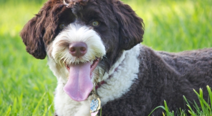 강아지 쿠싱증후군 7가지 원인