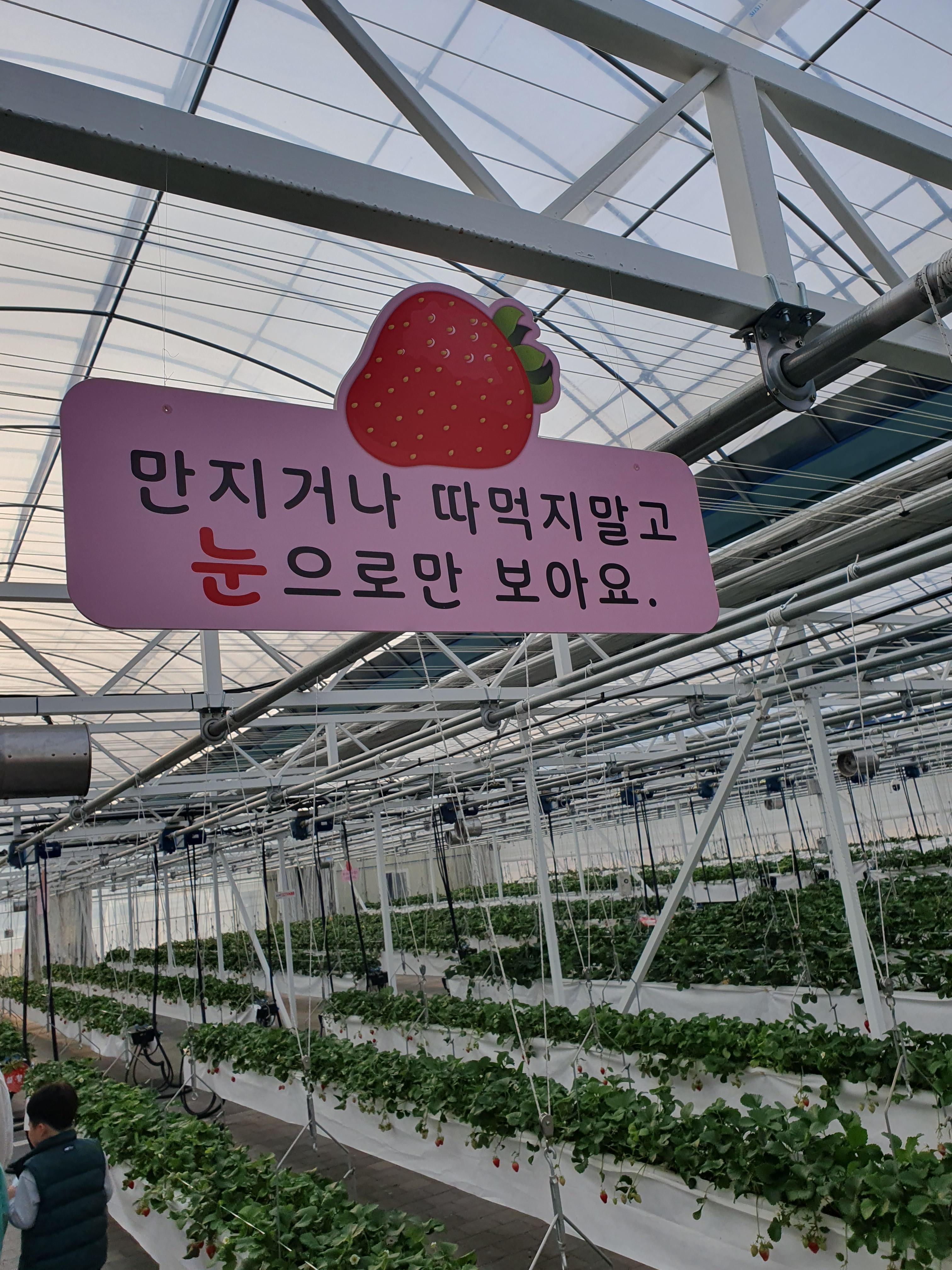 여기 딸기재베 온실에서 자라고 있는 딸기는 모두 설향이였습니다.