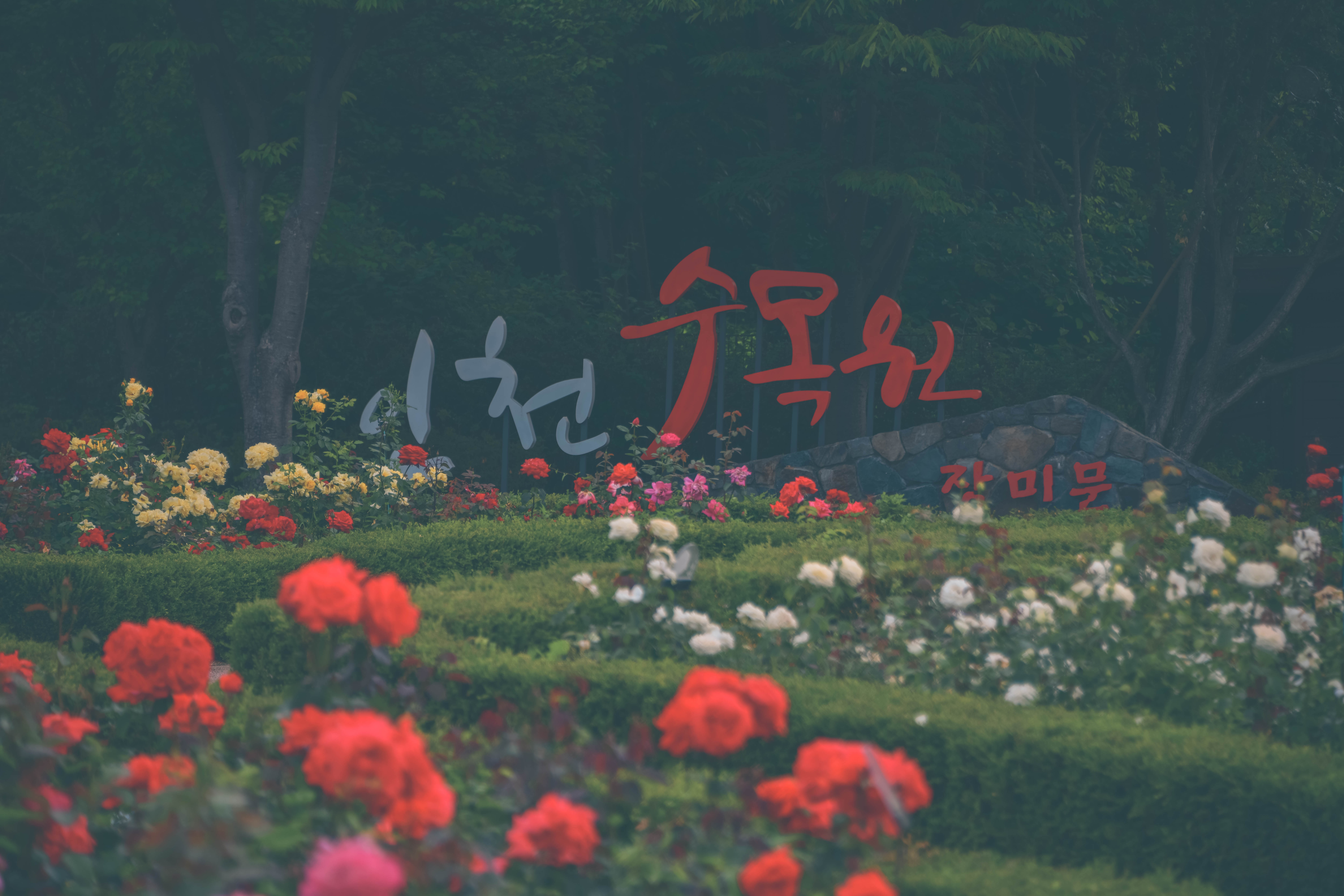 인천대공원 장미원