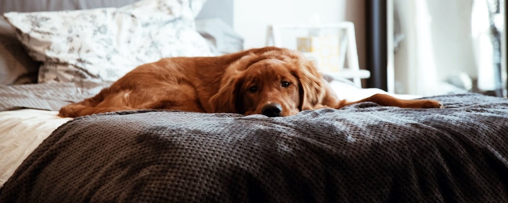강아지 나이 알아보는 방법