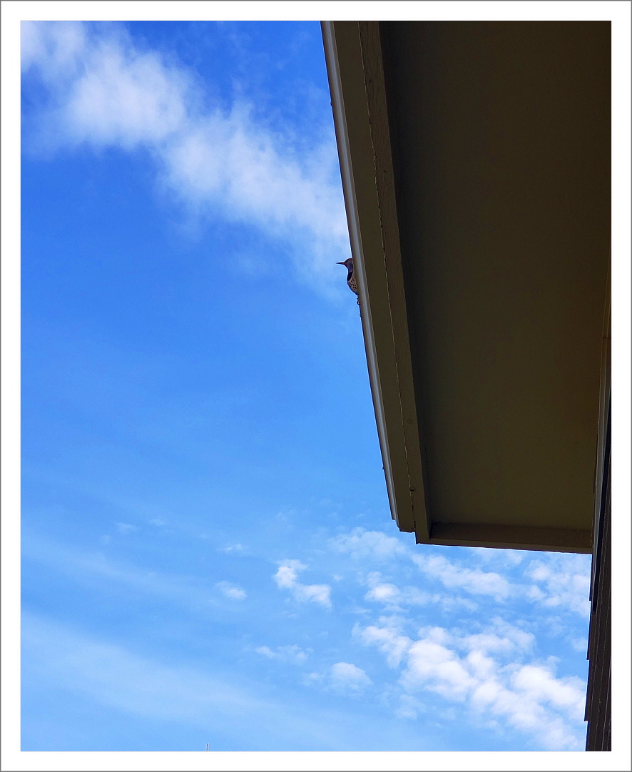 푸른 하늘 아래, 건물 처마 끝에 비둘기 한 마리가 조용히 앉아 있는 모습. 새의 몸은 거의 보이지 않고, 머리만 살짝 내밀어 밖을 바라보고 있다.