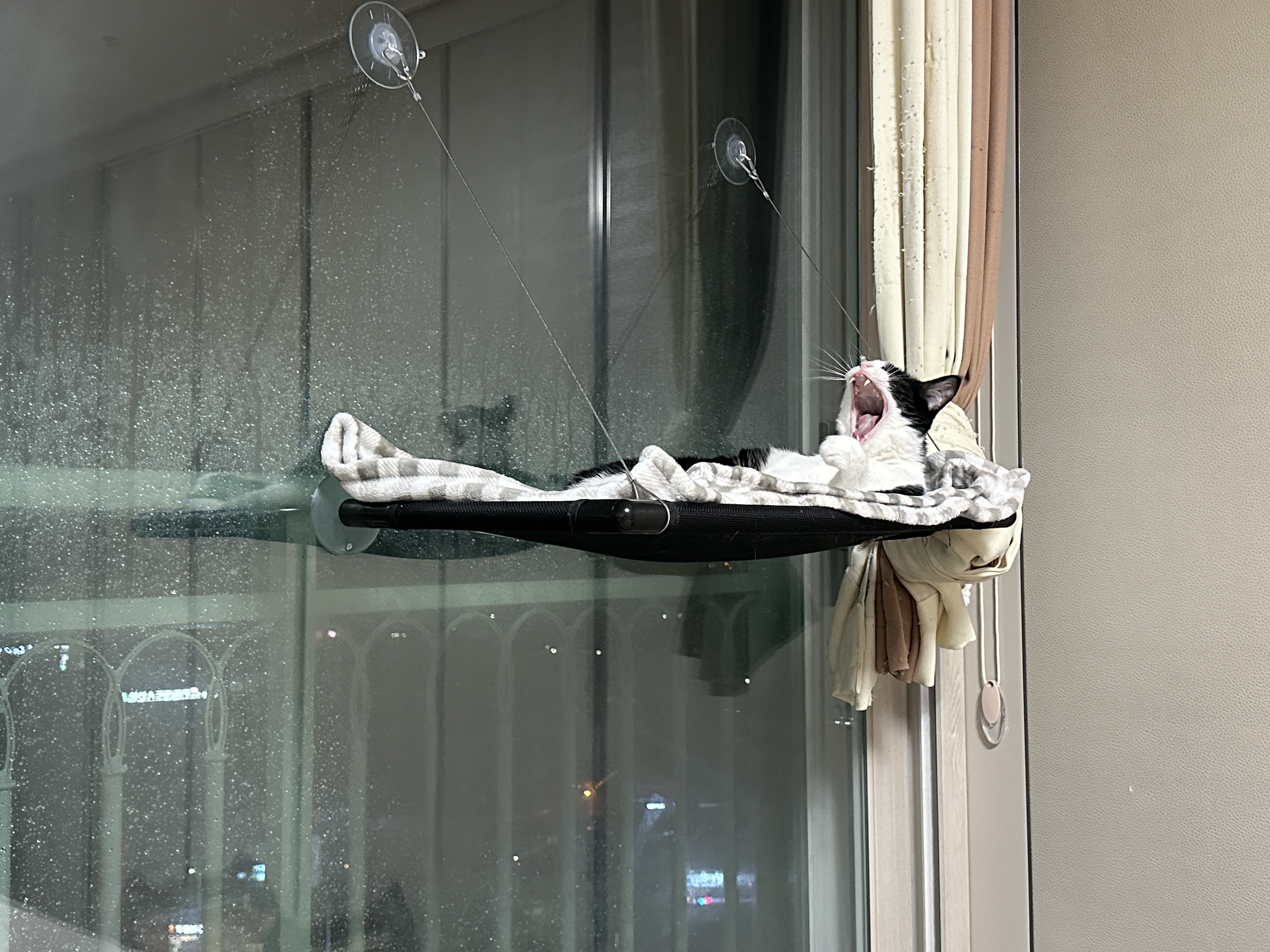 창밖에는_비가_많이오고_해먹위_두리는_하품하고