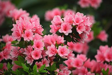 군포 철쭉축제 기간, 개막식, 가는길 , 주차