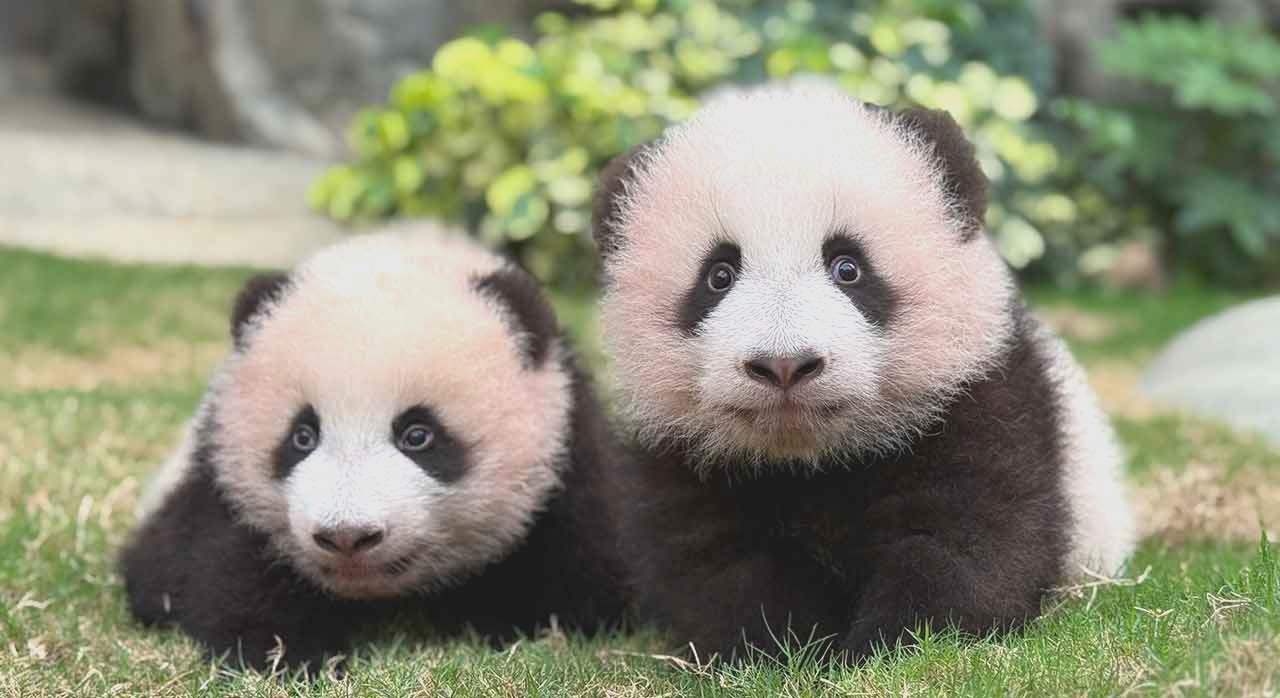 인기 아이콘 자이언트 판다 자자와 더더. [ⓒ오션파크 홈페이지]