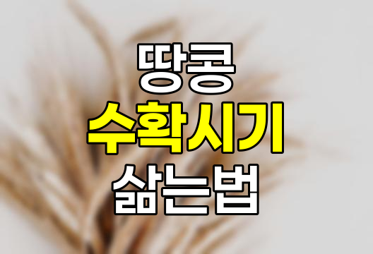 땅콩 수확 시기와 삶는 방법 완벽 정리