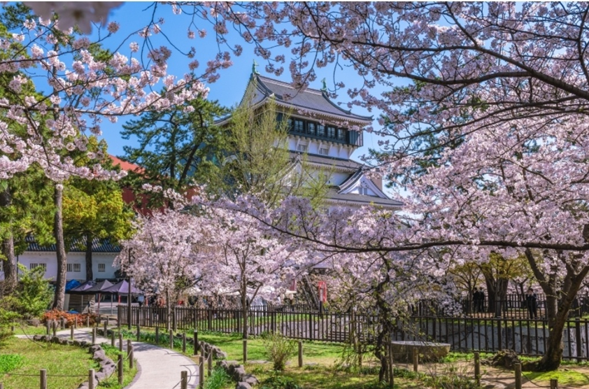 고쿠라성 – 역사 속의 벚꽃이 피어나는 명소