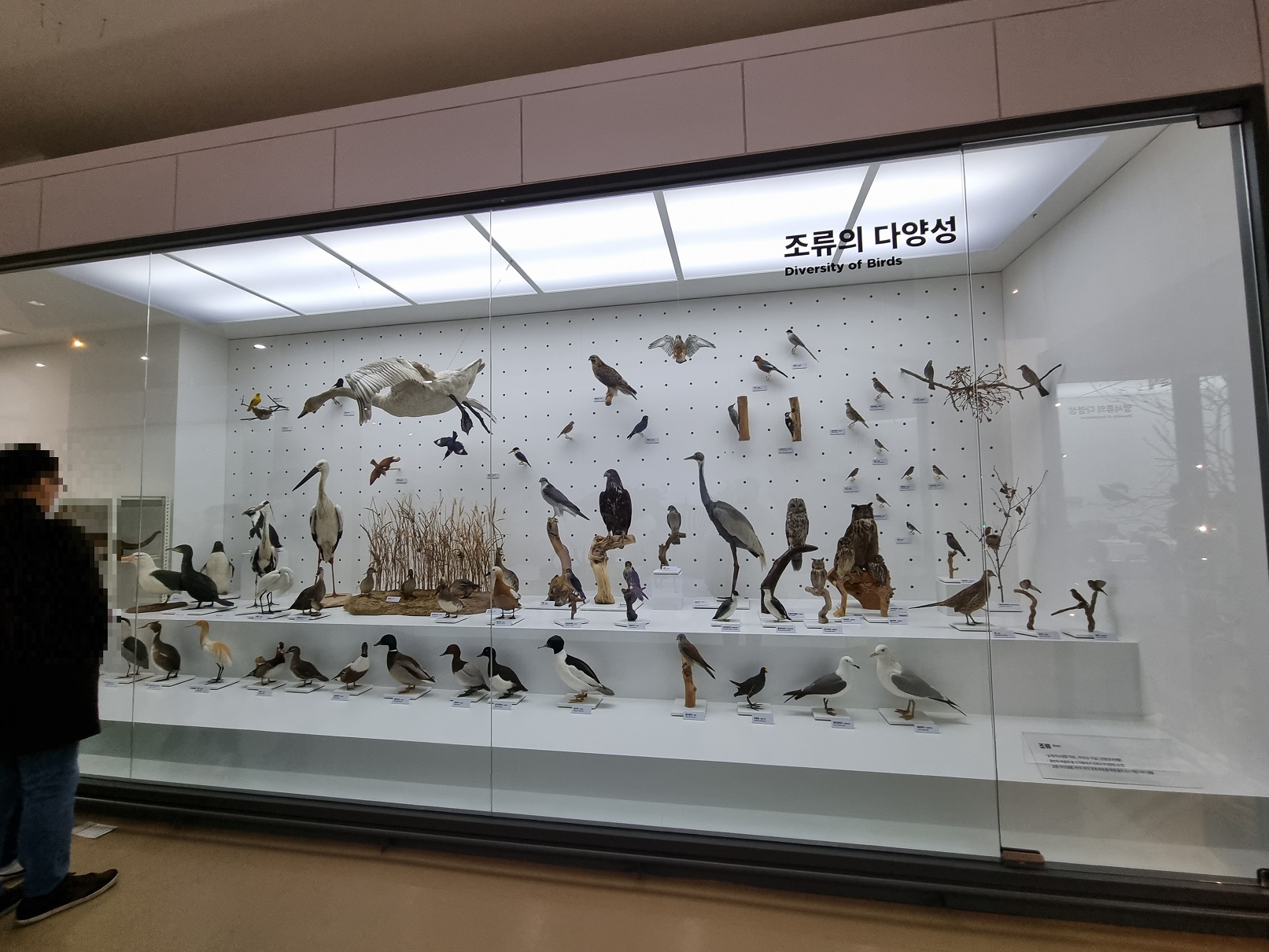 서대문자연사박물관