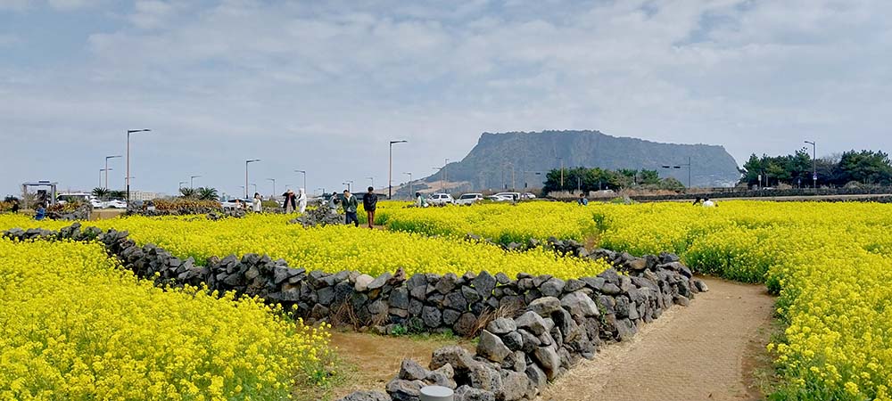 유채꽃 너머 성산일출봉