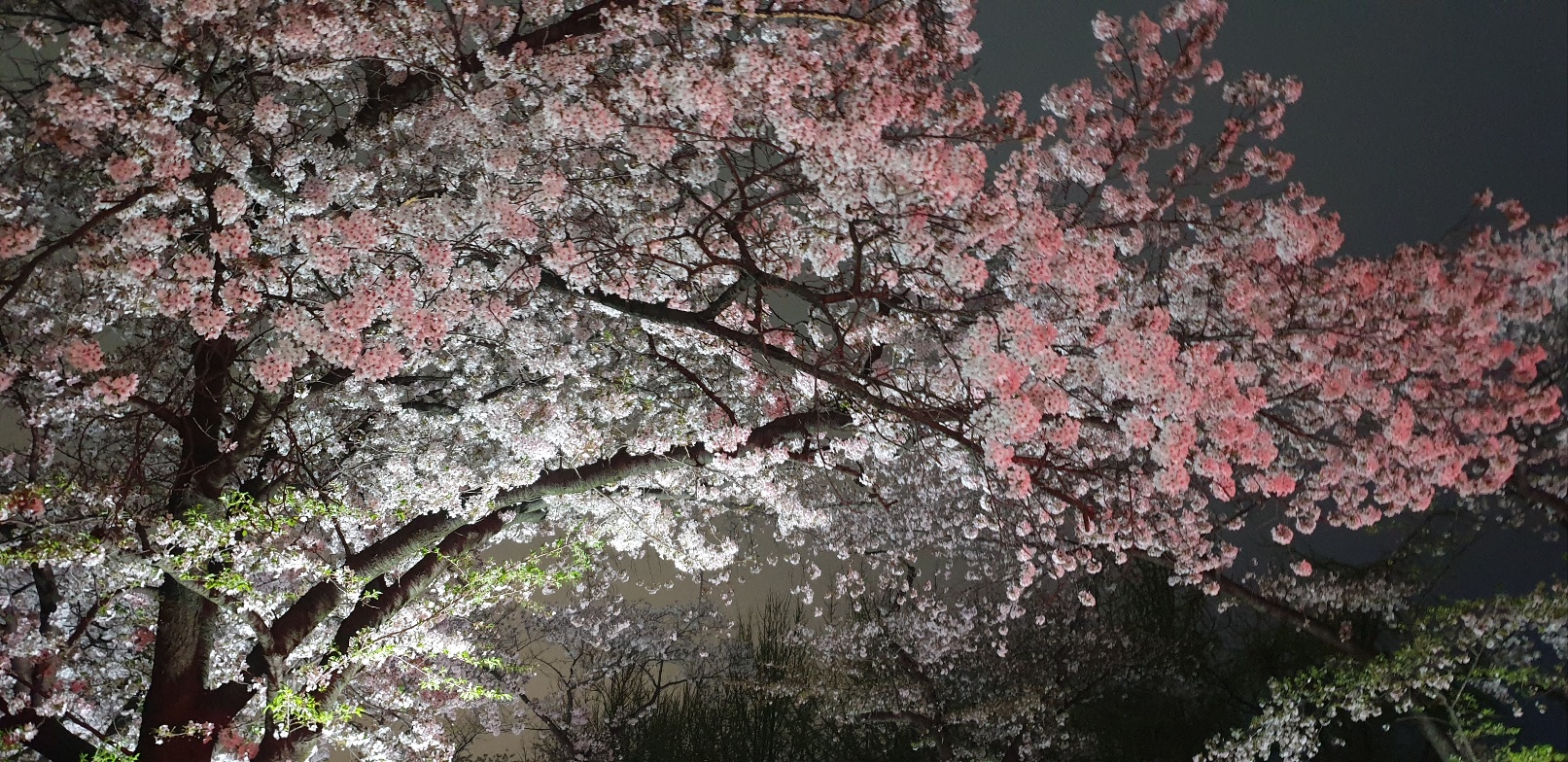 코리아cc 입구 벚꽃터널