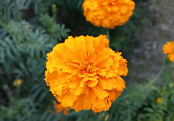 마리골드 꽃 - 루테인 추출